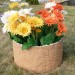 Цветник КАНЬОН купить в Красноярске